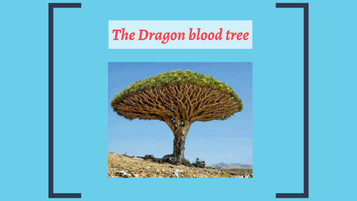 The Unusual Shape Of The Dragon S Blood Tree Is An Adaptatio By Ailsa Hope