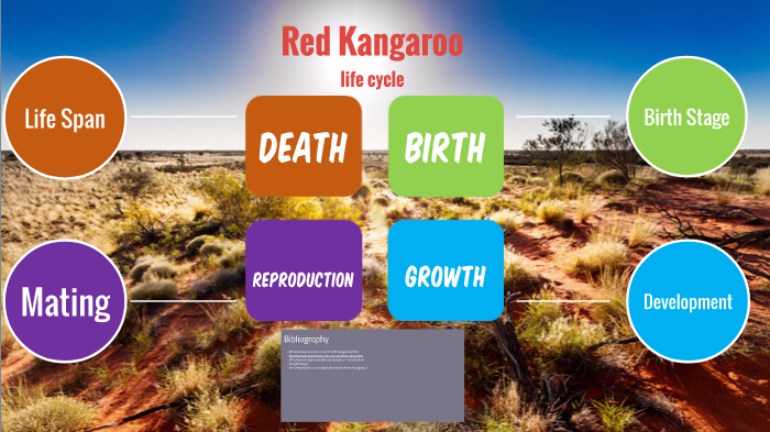 life cycle of a red kangaroo by Jack Meads on Prezi