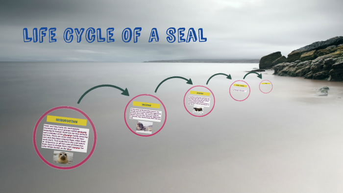 Seal Life Cycle For Kids