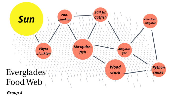 Everglades Food Web By Isabel Betancourt