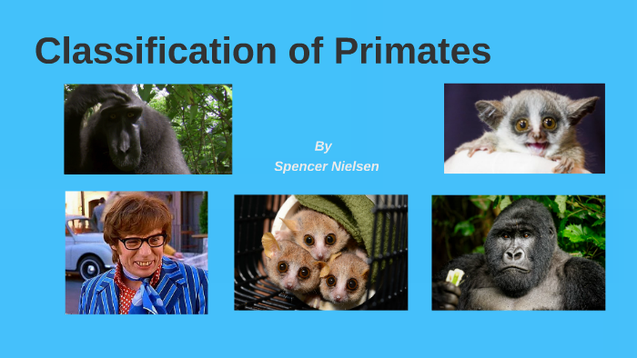 Classification of Primates by Spencer Ni on Prezi Next