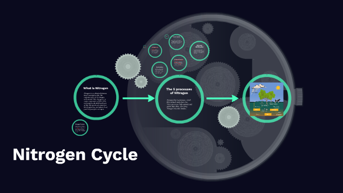 Nitrogen Cycle by Jackie Park on Prezi