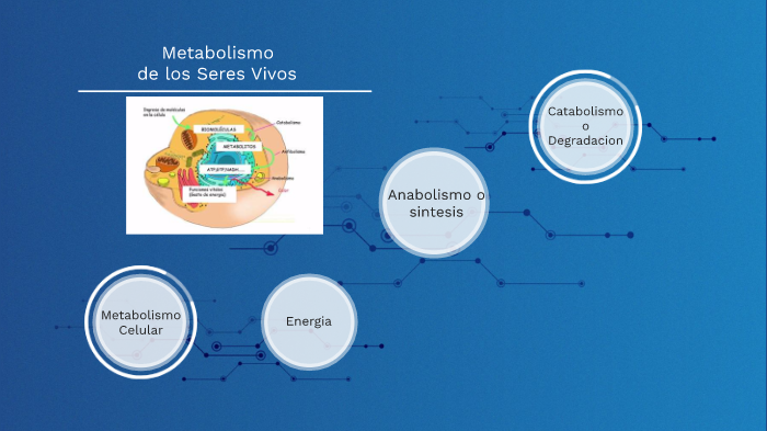 Metabolismo De Los Seres Vivos