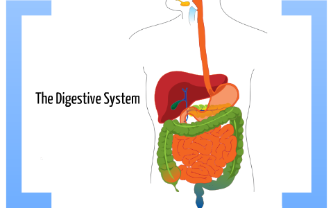 digestive system by Kaylee Painter on Prezi