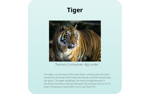 Food Chain of a Tiger by Olivia G on Prezi