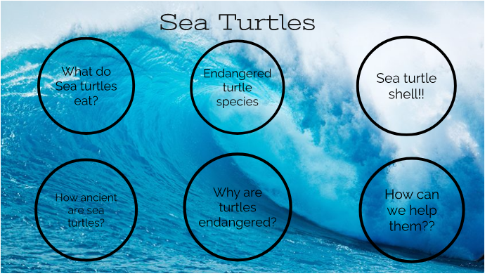 Sea turtles by Zoey Smith on Prezi