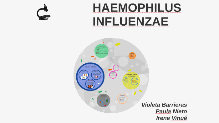HAEMOPHILUS INFLUENZAE by Violeta Barrieras on Prezi