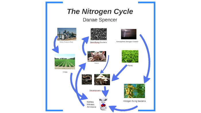 The Nitrogen Cycle by Danae Spencer on Prezi