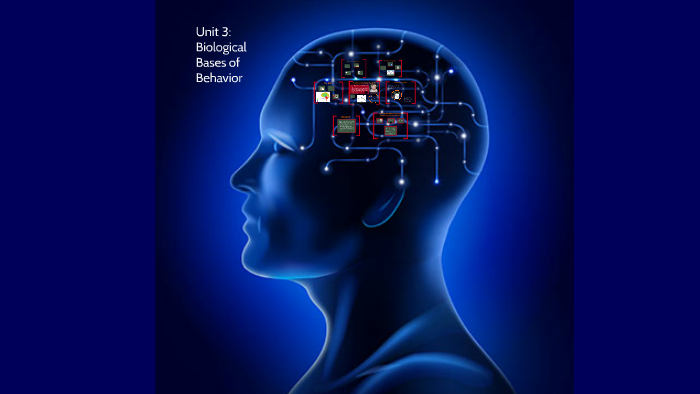 Unit 3a: Biological Bases of Behavior by Andrea Wilson on Prezi