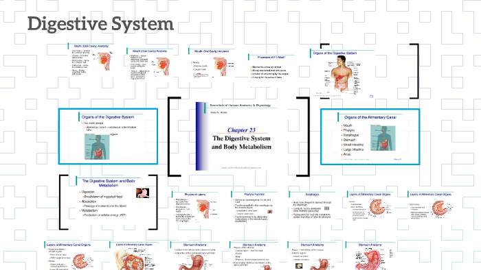 Digestive System by David Myers on Prezi