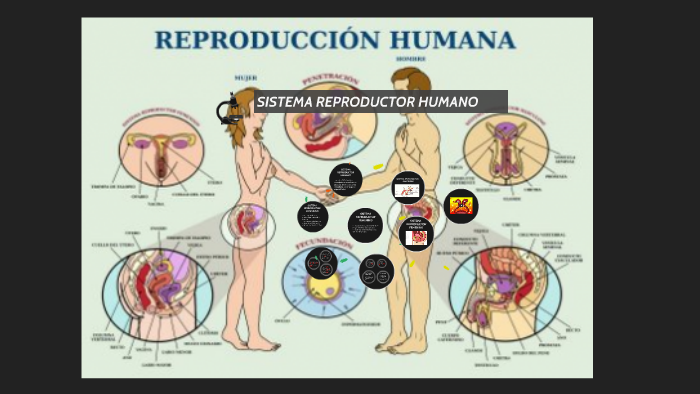 SISTEMA REPRODUCTOR HUMANO by Cristhian Javier Mendoza Valentin on Prezi