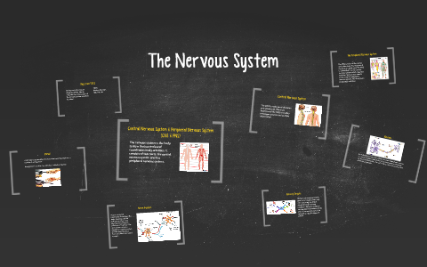The Nervous System by on Prezi