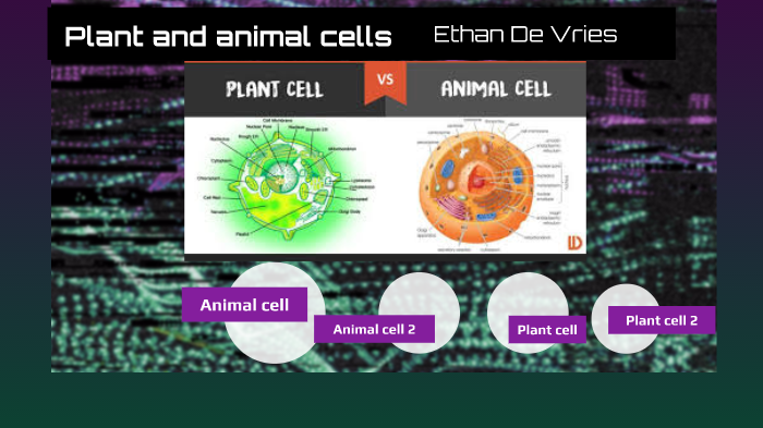 Plant and Animal cells by Ethan Devries on Prezi