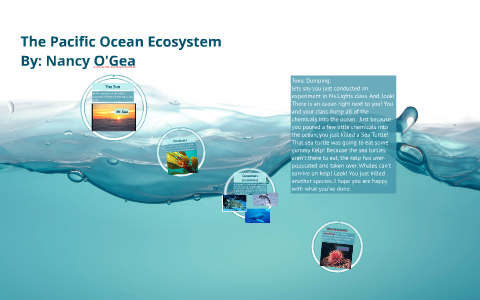 The Pacific Ocean Ecosystem By Nancy O.