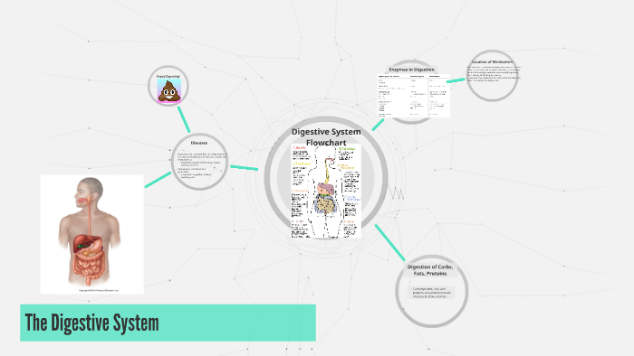 The Digestive System by Sophia Tran on Prezi