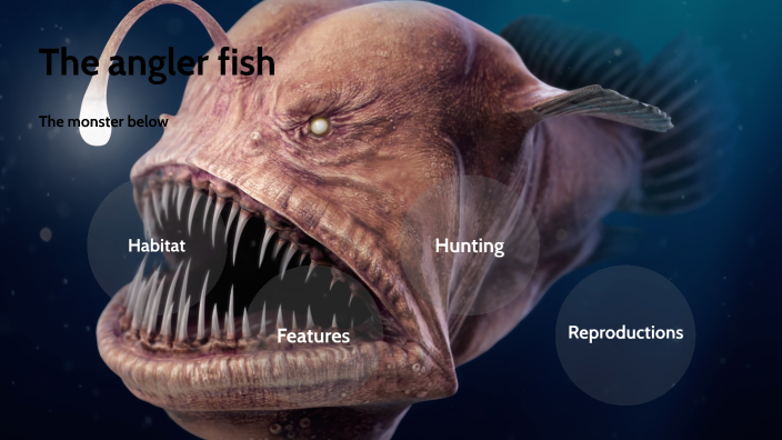 The anglerfish by Emily Whittaker on Prezi