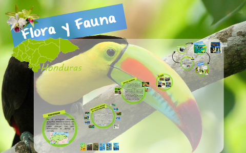 Fauna y flora de Honduras by Selena Torres on Prezi