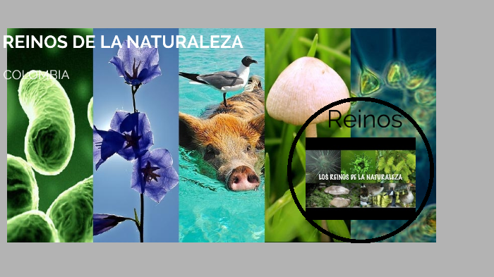 REINOS DE LA NATURALEZA by Sergio Beltran on Prezi