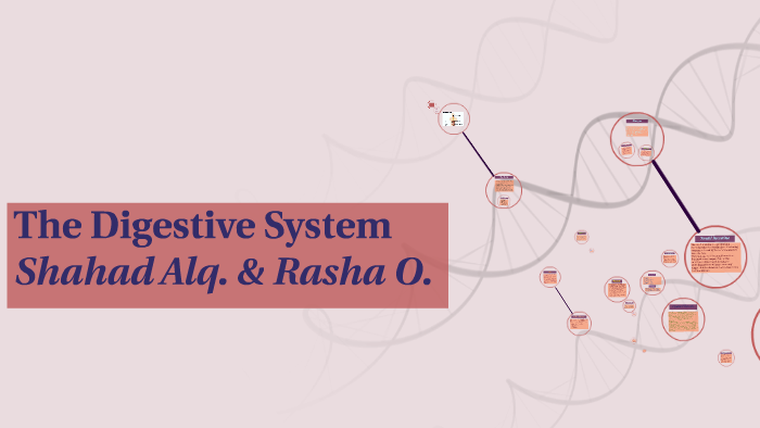 The Digestive System by Rasha Omar on Prezi
