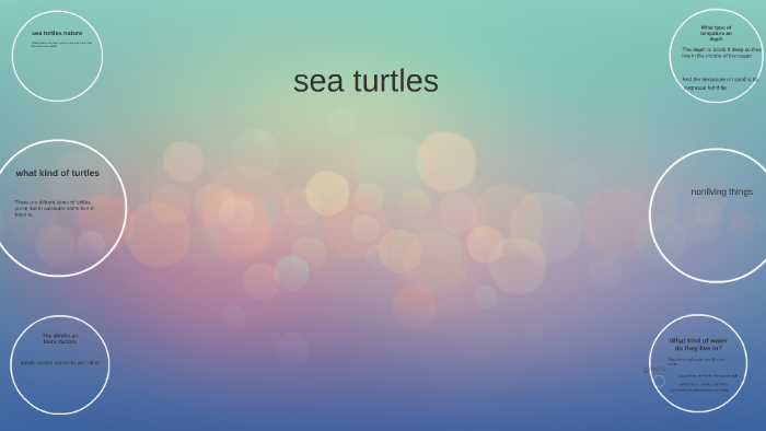 sea turtles by Tyler Church on Prezi