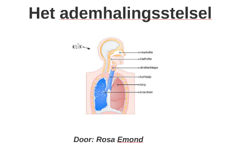 Presentatie Biologie Ademhalingsstelsel by Rosa Emond on Prezi