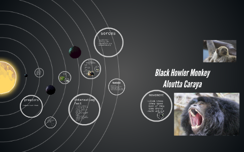 BLACK Howler Monkey by guadalupe vasquez on Prezi