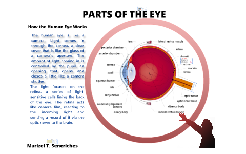 Anatomy of the Eye by Onix Zerimar on Prezi