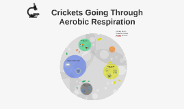 Crickets Going Through Aerobic Respiration By Jordyn Abrams