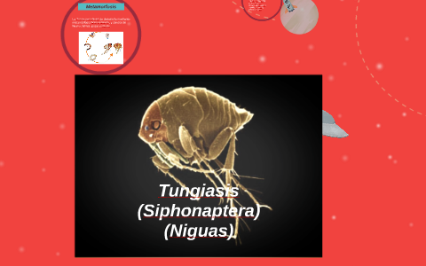 Tungiasis By Luisamy Figuera On Prezi