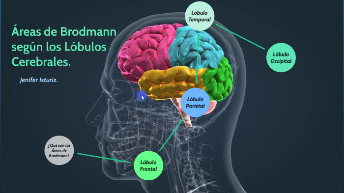 Áreas De Brodmann Según Los Lóbulos Cerebrales By Jenifer Isturiz On Prezi