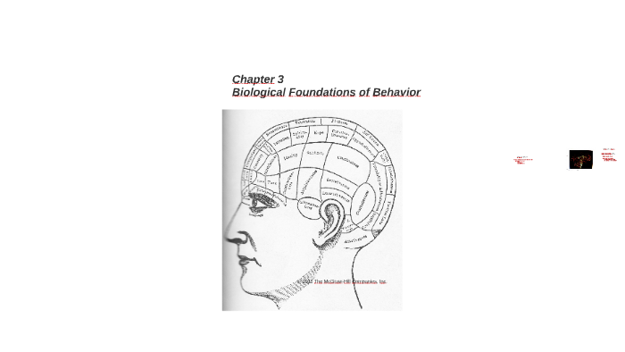 Chapter 3 Biological Foundations by Nita Jackson on Prezi