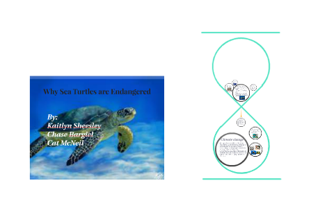 Why Sea Turtles are Endangered by Catherine McNeil on Prezi