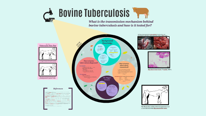 thesis on bovine tuberculosis