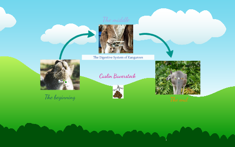 The Digestive System of a Kangaroo by Caslin Baverstock on Prezi