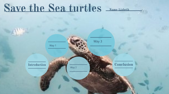 Save the Sea turtles by Lizbeth Sanchez on Prezi
