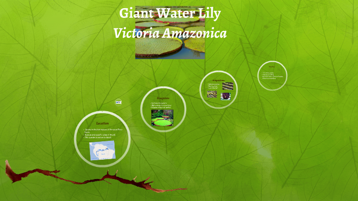 Giant Water Lily By Julien Raffaelli