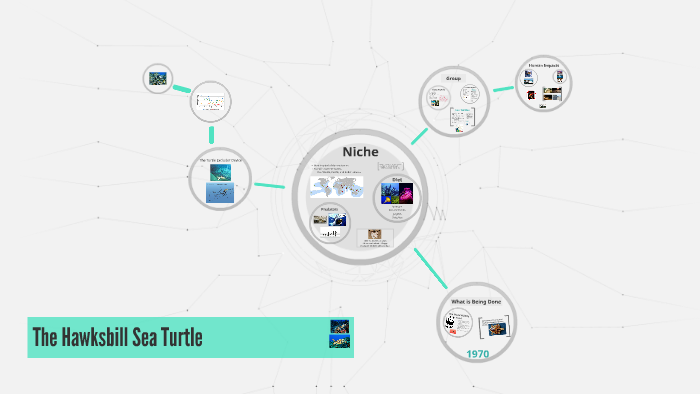 The Hawksbill Sea Turtle by Nadine Pasin on Prezi