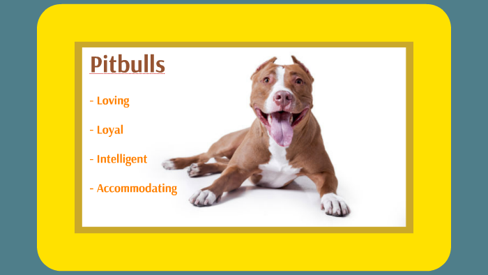 Pitbull persuasive speech picture