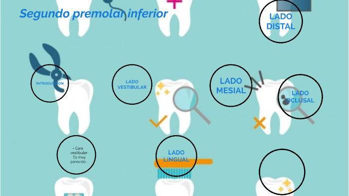 2 Premolar Inferior By Valentina Munoz Martinez On Prezi Next