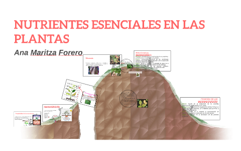 NUTRIENTES ESENCIALES EN LAS PLANTAS By Ana Maritza Forero