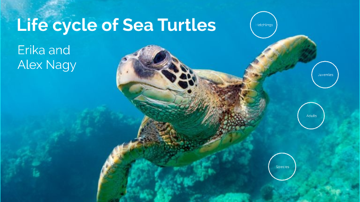 Lifecycle of Sea Turtles by Alex Nagy on Prezi