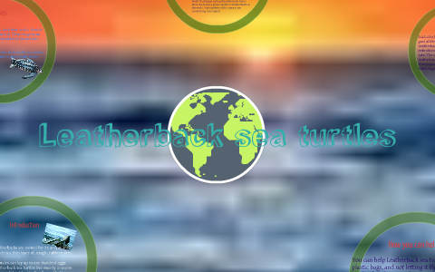 Leatherback Sea turtles by Lucas Tsiflidis on Prezi