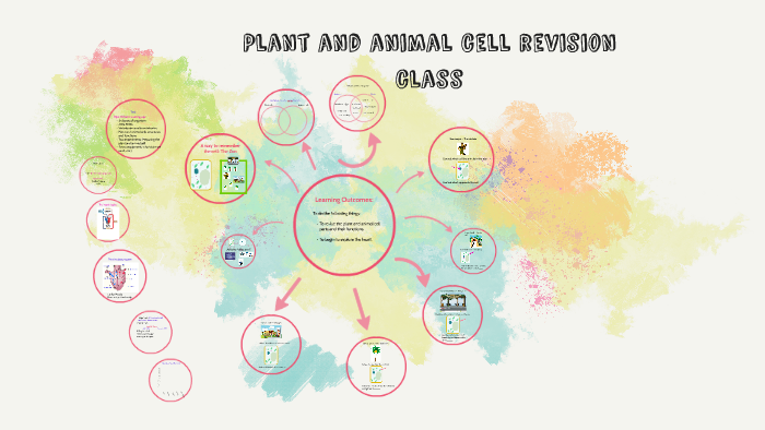 Plant and animal cell revision class by Emily Woods on Prezi