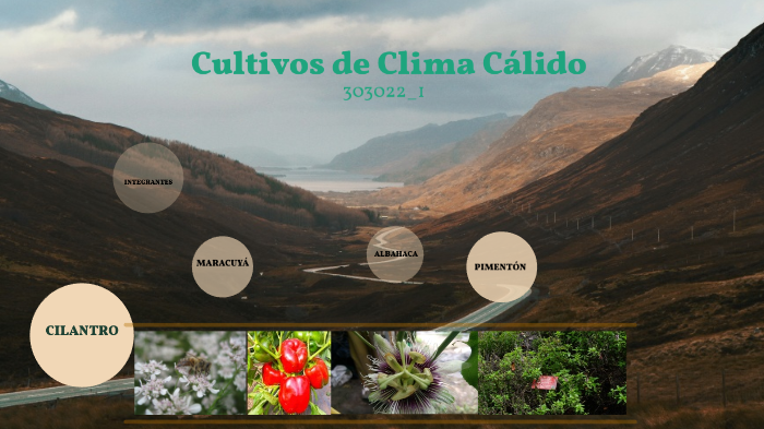 CULTIVOS DE CLIMA MEDIO by jose efrain perez cardona on Prezi