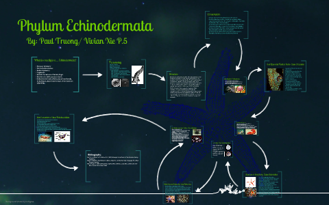 Phylum Echinodermata by Paul Truong on Prezi