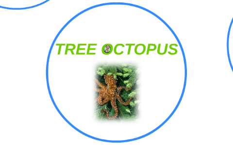 Tree Octopus Msm Tree Octopus by bmsgrt 1 on Prezi