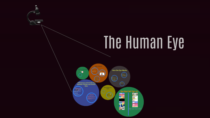 The Human Eye by Lisa Wu on Prezi