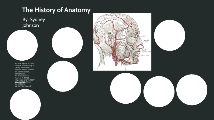 History of Anatomy by Sydney Johnson on Prezi