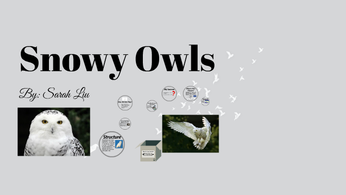 Snowy Owls by Snowy Owl