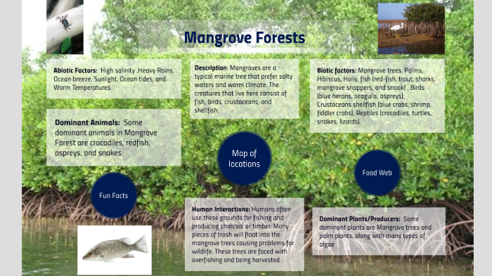 Marine Ecosystem Project - Mangroves by Parker Rossman